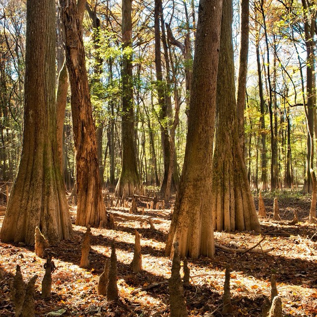 Walking Trails Through the Trees at Congaree National Park. Photo by Instagram user @congareenps