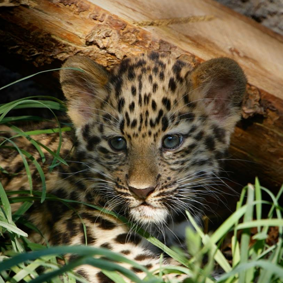A little leopard cub hides under a log within the grass. Photo by Instagram user @hoglezoo