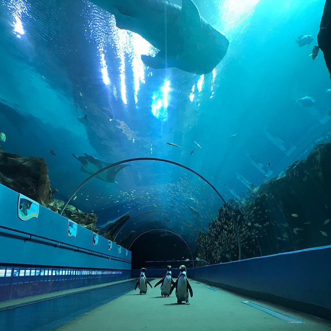 Penguins walk through Georgia Aquarium. Photo by Instagram user @georgiaaquarium