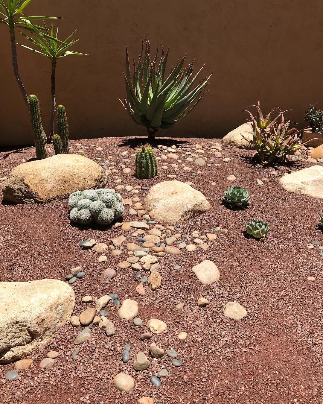 Cacti in gravel. Photo by Instagram user @desertcoastdesigns