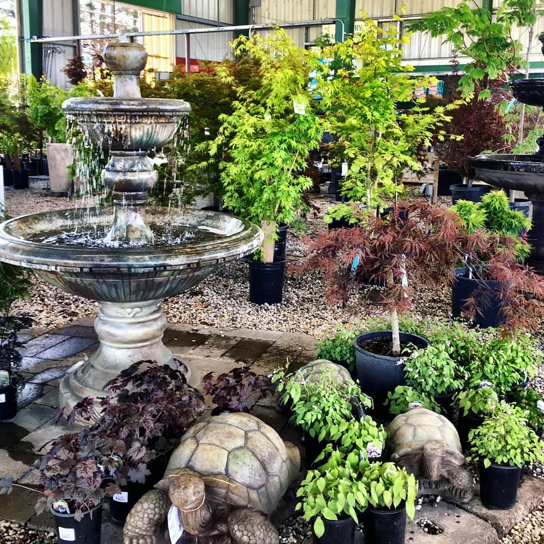 Fountain surrounded by trees and plants. Photo by Instagram user @moananursery