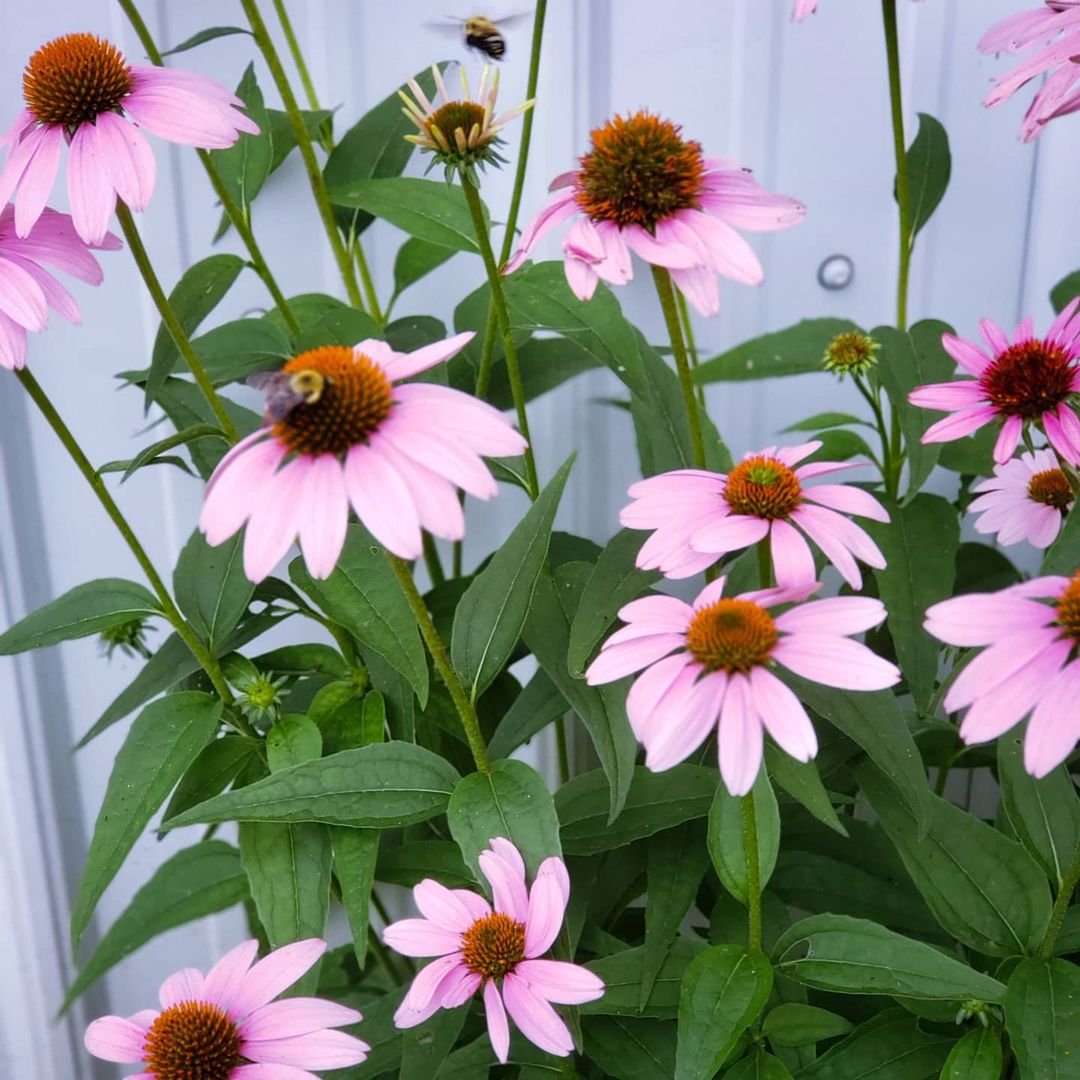 Pink Cone Flowers with Bumble Bees On Them. Photo by Instagram user @glitterflyingdesigns