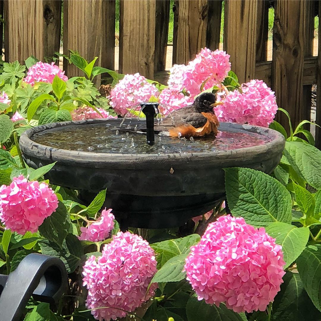 Bird bath surrounded by pink flowers and a bird in it. Photo by Instagram user @litdigitalart