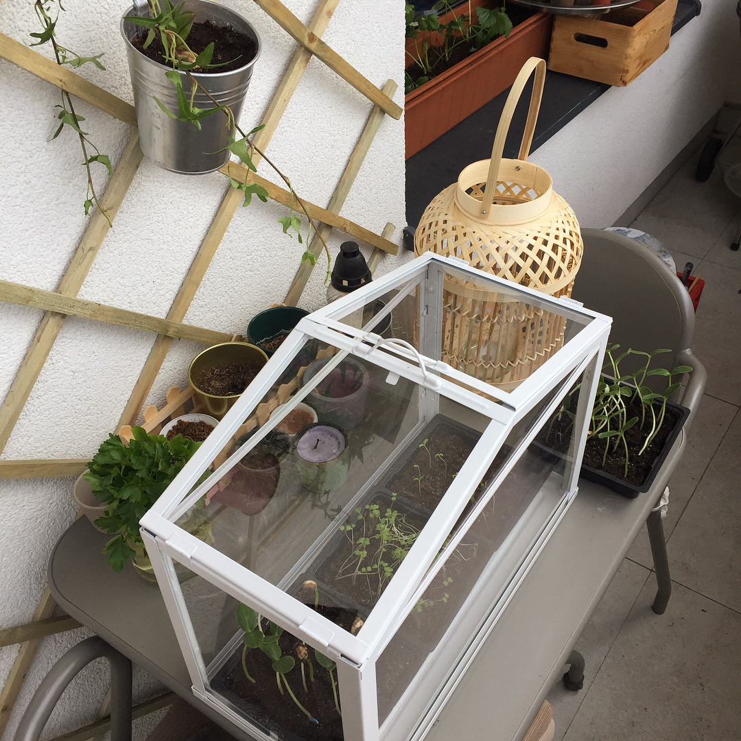 Mini greenhouse on urban balcony. Photo by Instagram user @katarinasido