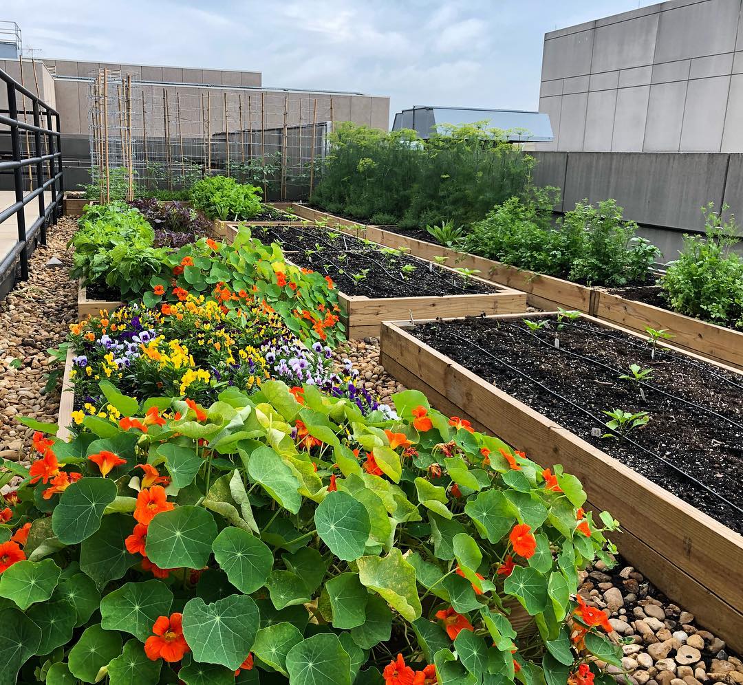 Raised garden beds on rooftop. Photo by Instagram user @armynavyclubdc