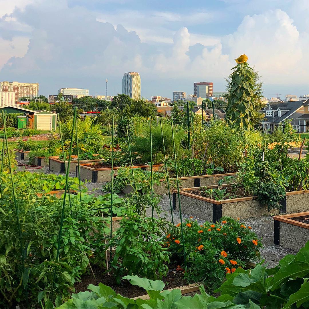Urban rooftop community garden in Nashville. Photo by Instagram user @monicamwillis