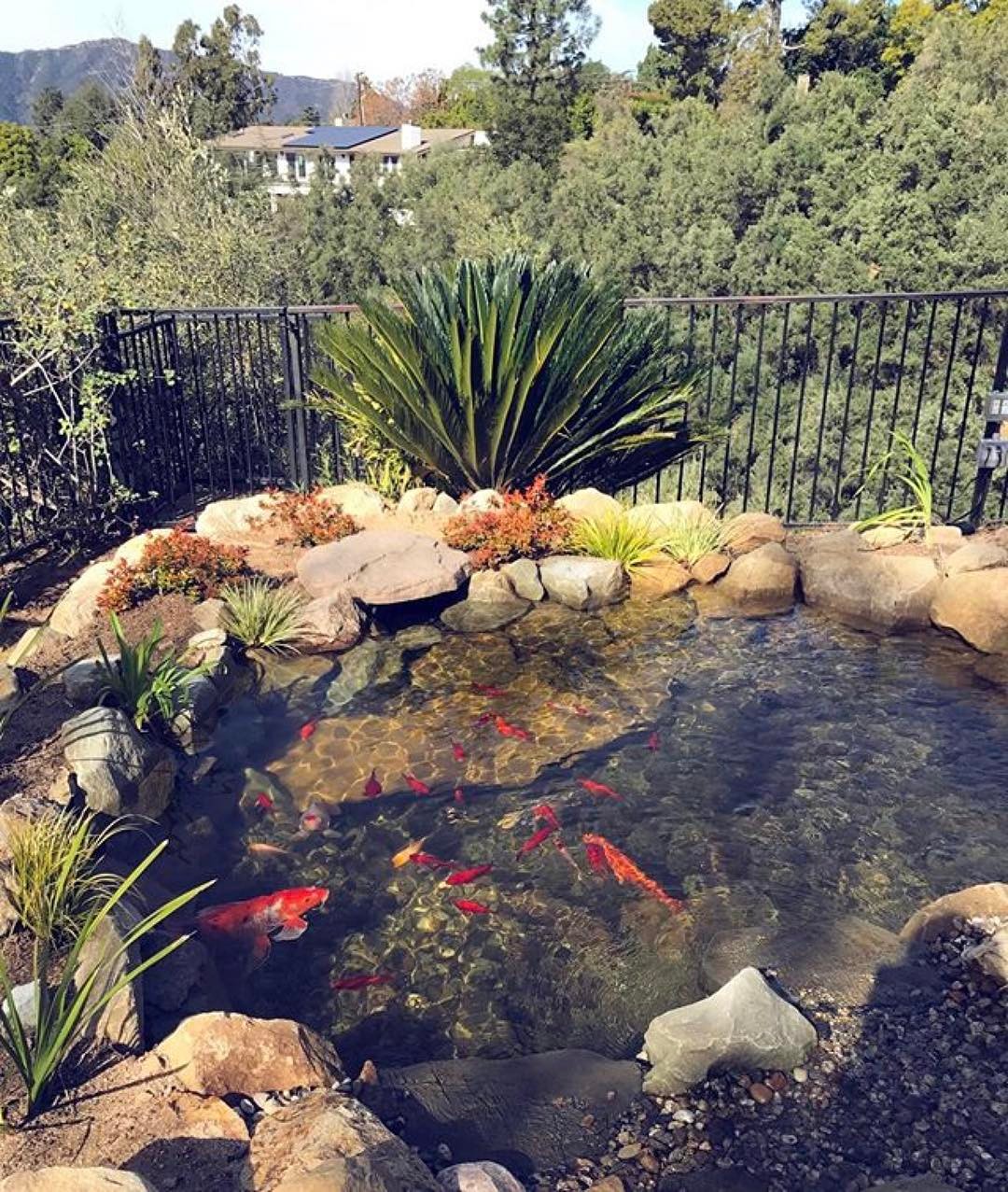 Backyard koi pond surrounded by plants. Photo by Instagram user @proponds_west