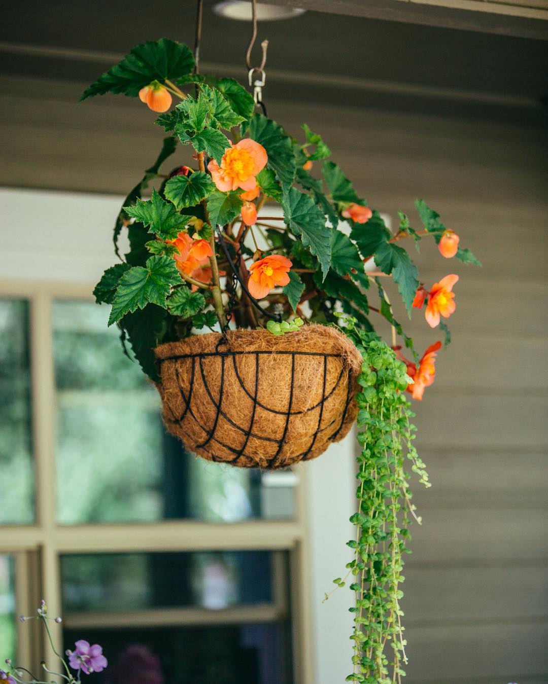 Hanging plant in wire planter. Photo by Instagram user @rexius_landscape