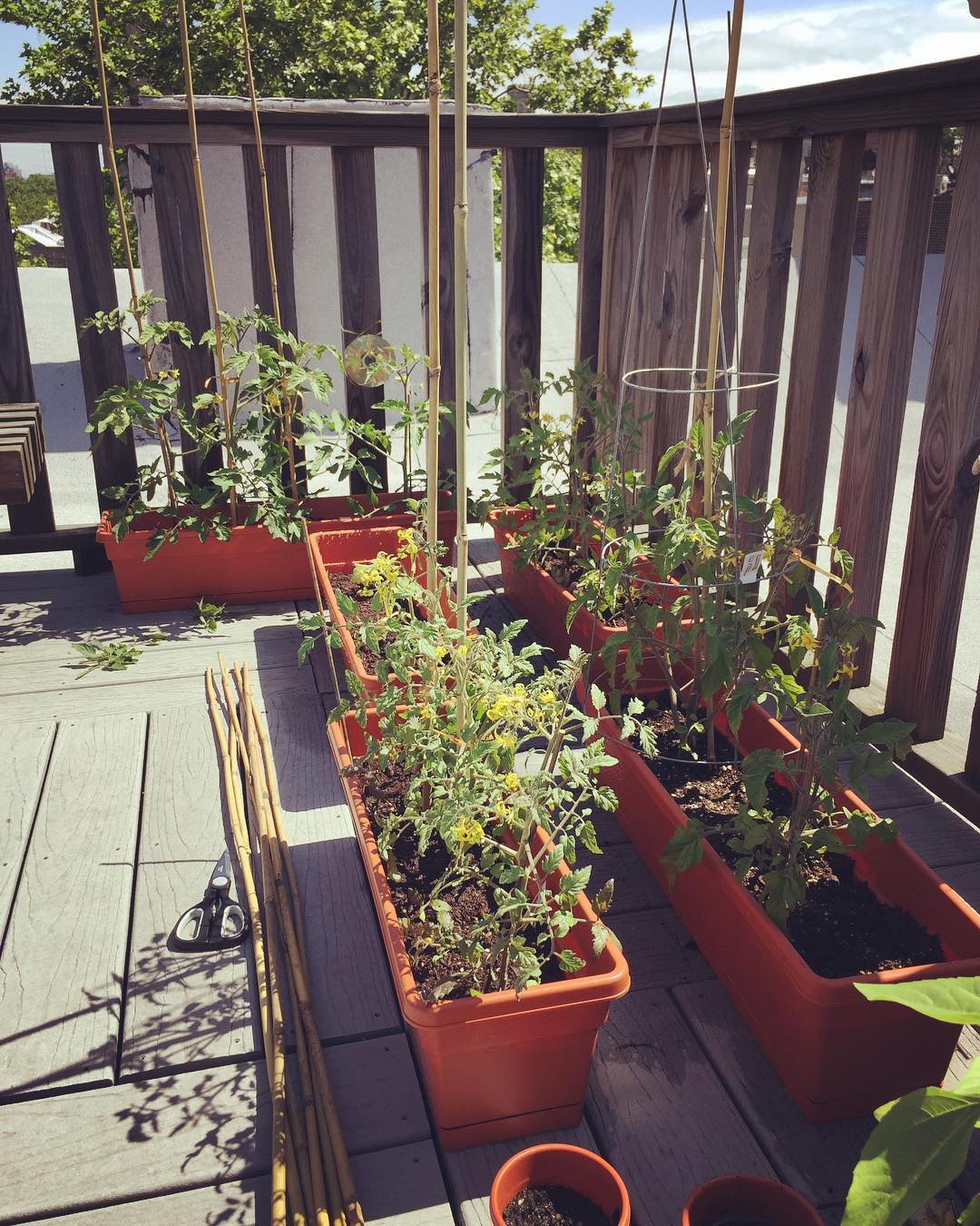 Planters with climbing vegetables. Photo by Instagram user @greenbygwen