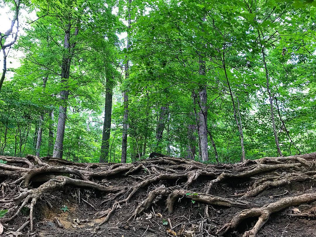 Green trees stand tall in Cherokee Park as you can see the roots dug deep within the hills. Photo by Instagram user @jkkeeney