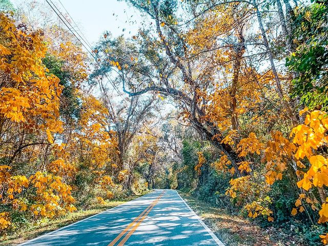 Looking Down a Tree Canopied Road in Tallahassee. Photo by Instagram user @foodaroundtally