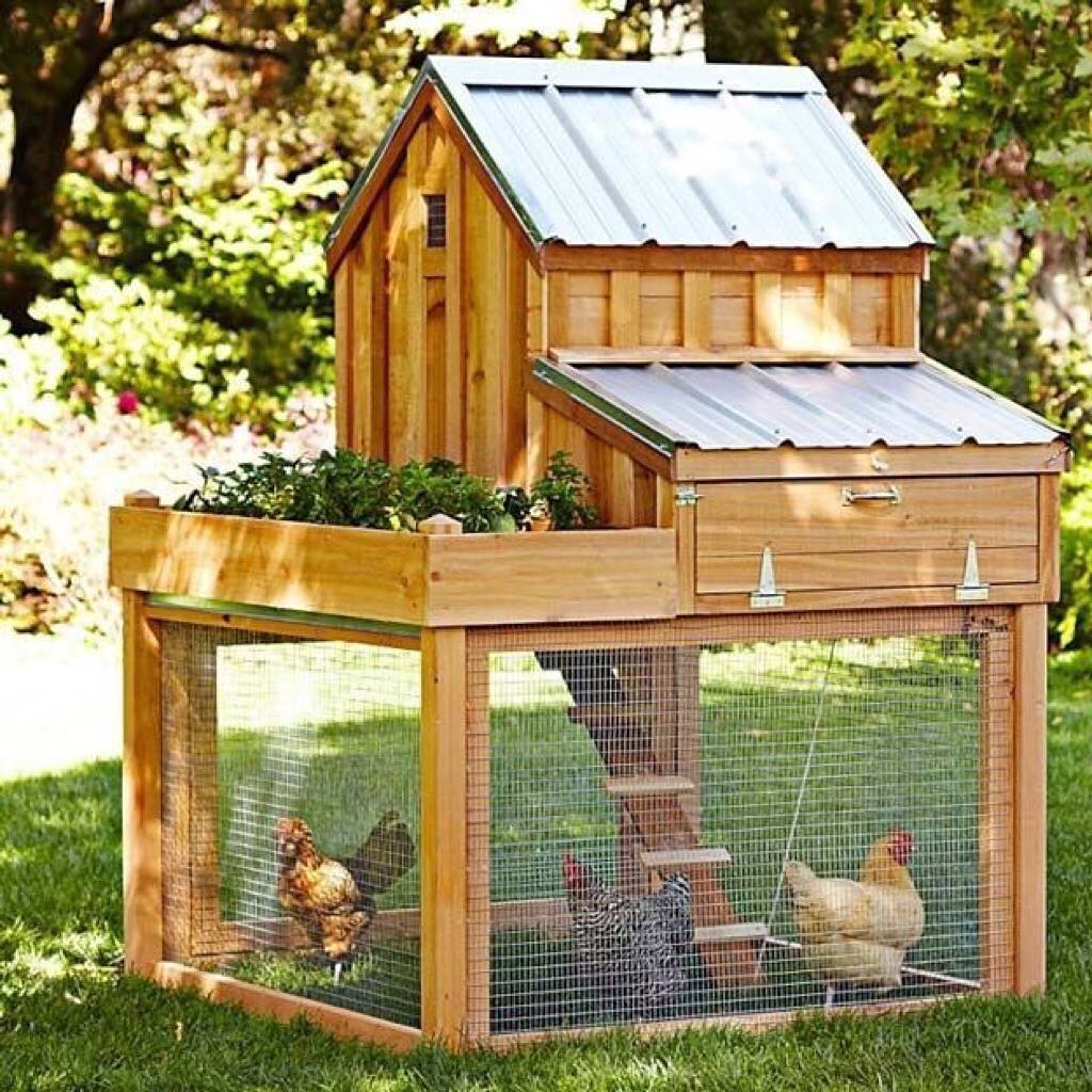 Chicken coop in yard. Photo by Instagram user @favoritethings8010