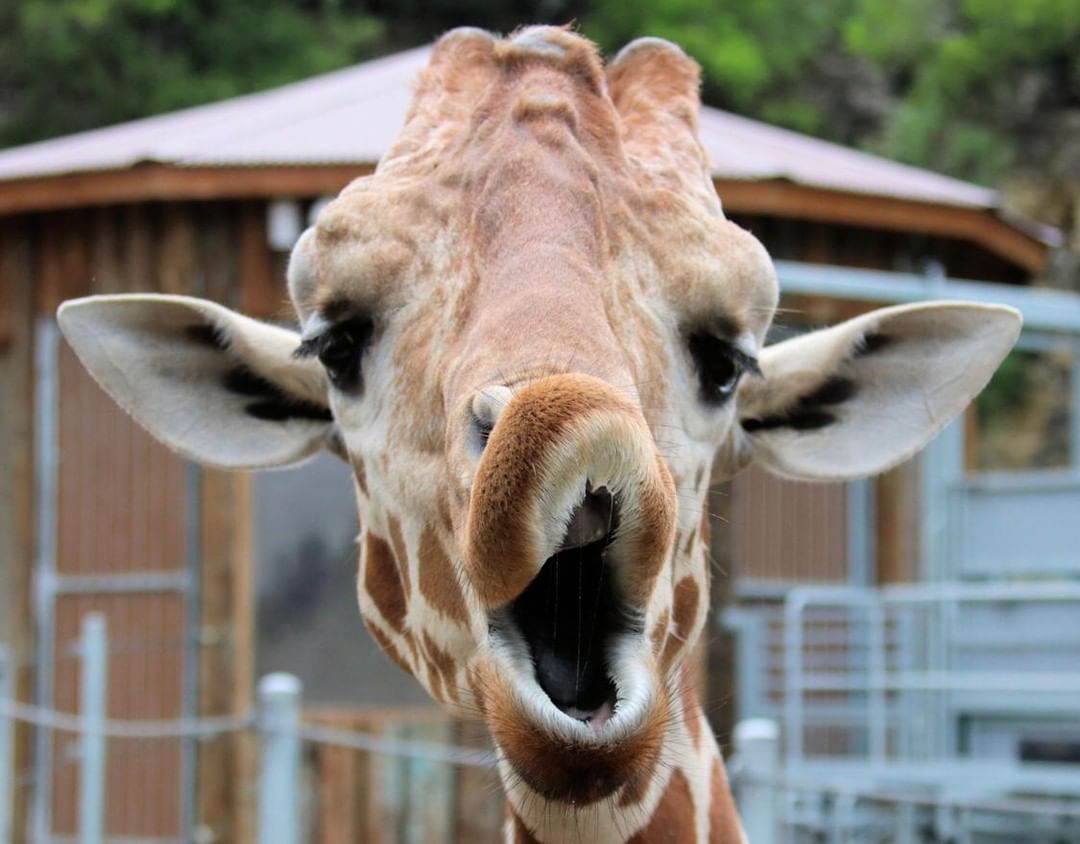 Giraffe making funny face at San Antonio Zoo. Photo by Instagram user @sanantoniozoo