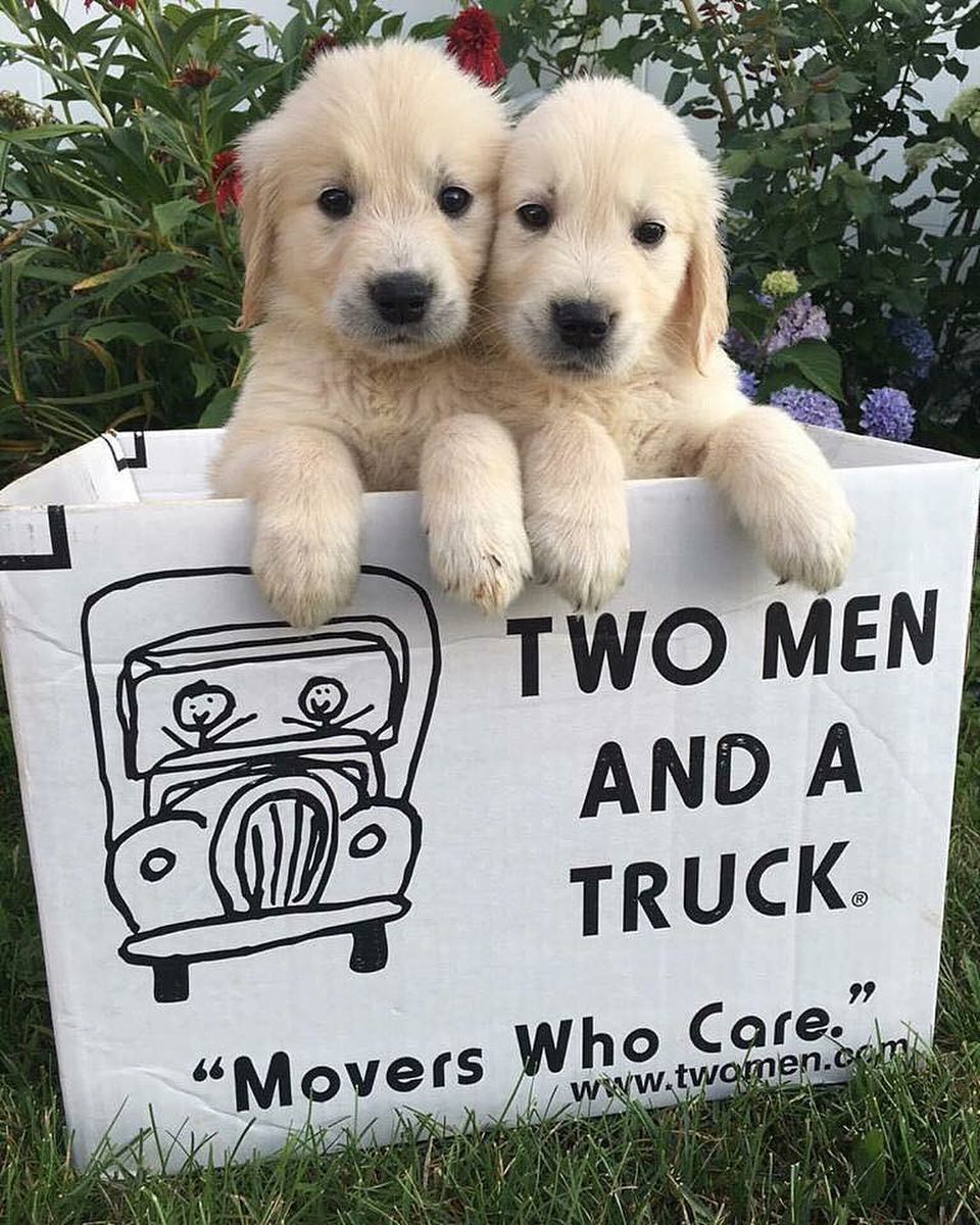 Puppies in a Moving Box. Photo by Instagram user @twomenandatruck