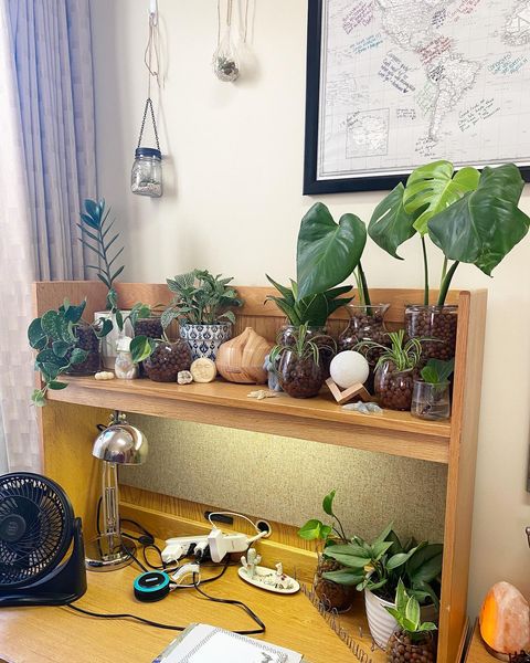 plants on dorm shelf Photo via @plantsbykendra