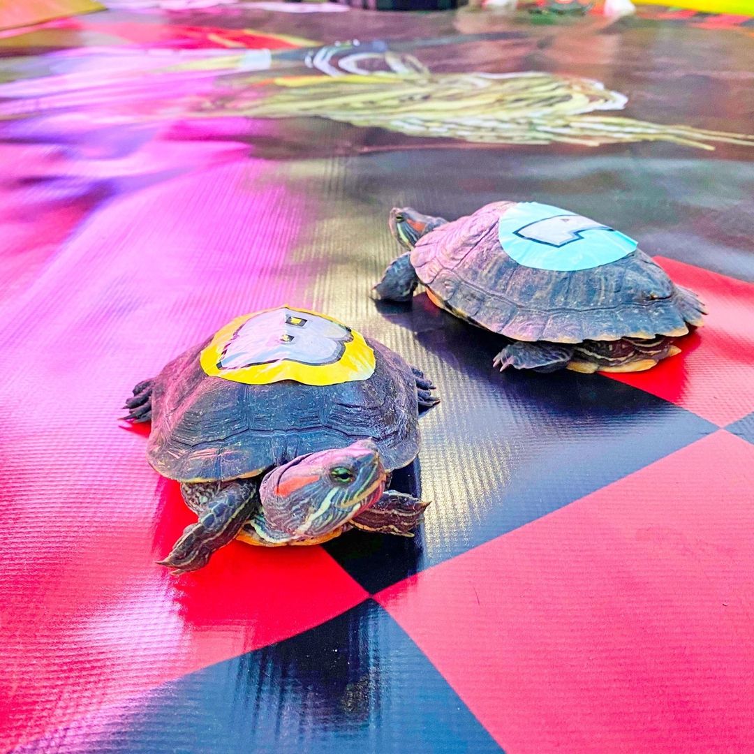 Two Turtles Racing in San Antonio. Photo by Instagram user @littlewoodrowsstoneoak