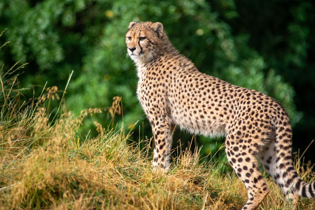 Leopard looking out into distance. Photo by Instagram user @pghzoo