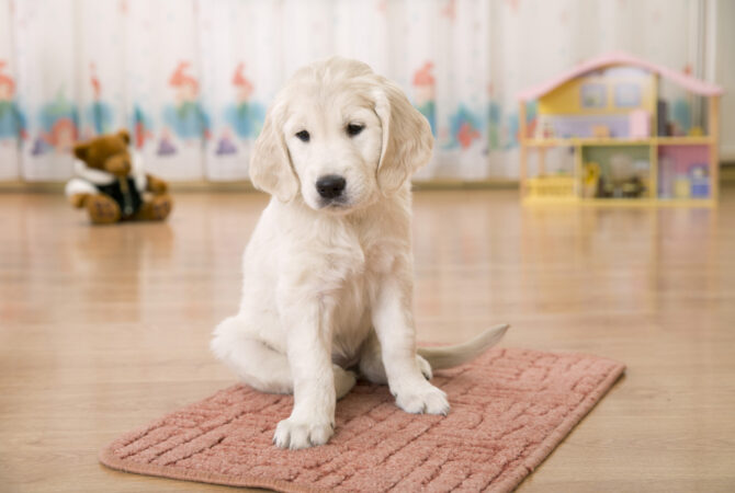 Cute, white puppy