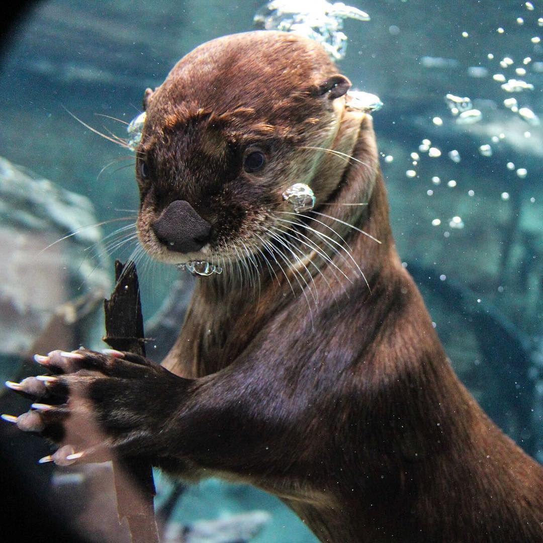 Closeup of young otter in the water Photo by Instagram user @motemarinelab