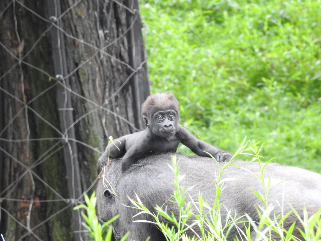 Baby gorilla sits on moms back as it looks directly at the camera. Photo by Instagram user @pghzoo