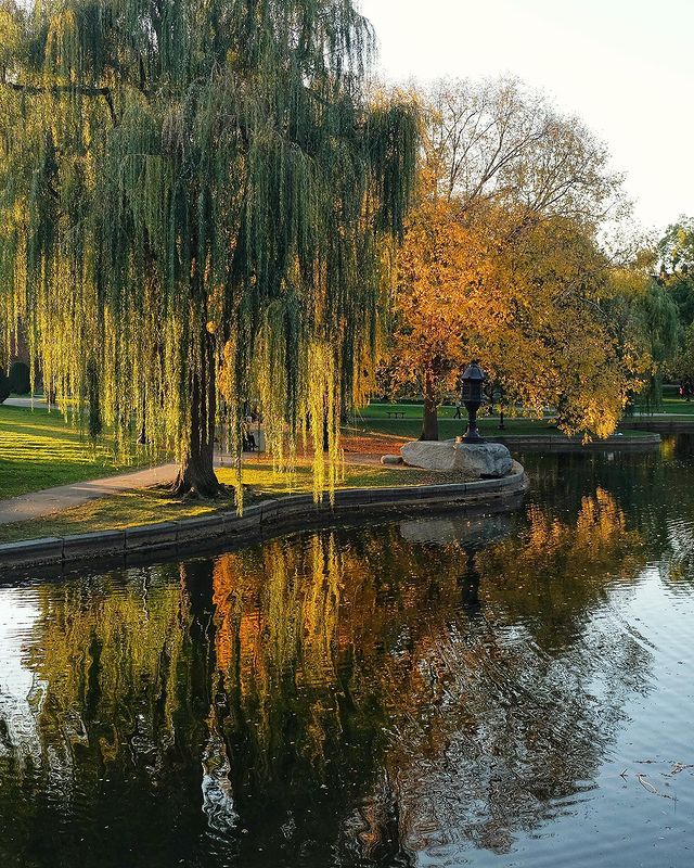 Boston Public Garden. Photo by Instagram user @ducklasagne