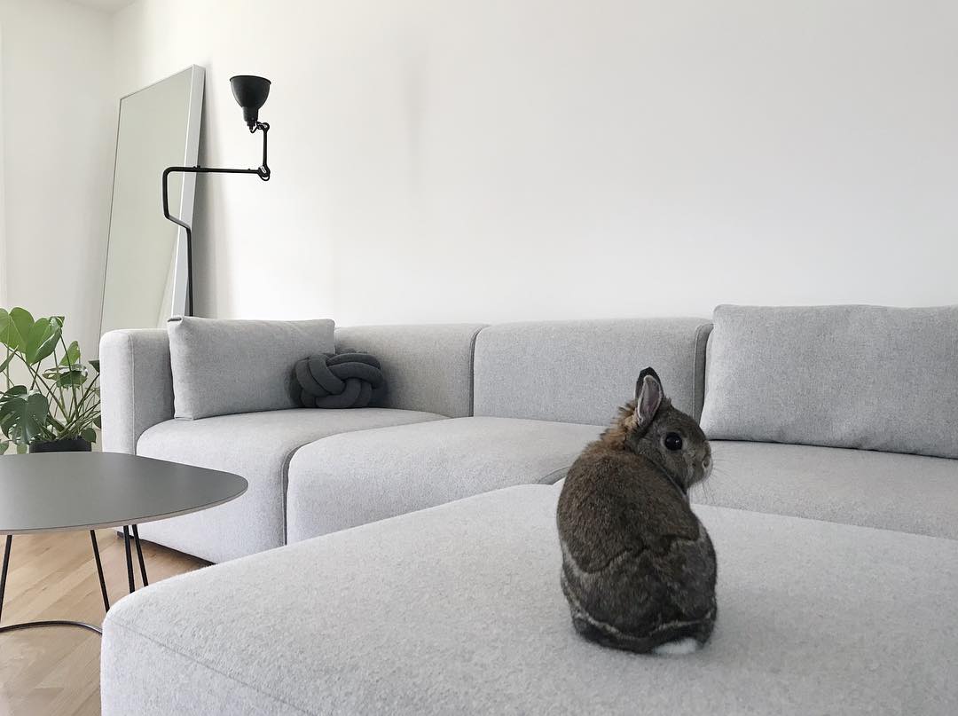 Rabbit on couch. Photo by Instagram user @minima_organizing