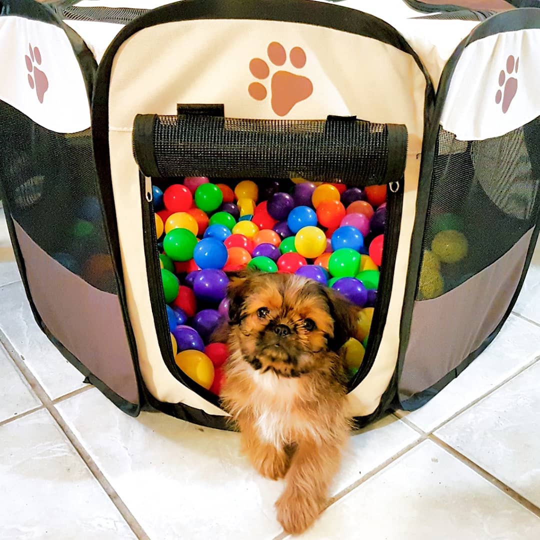 Dog Laying in DIY Ball Pit. Photo by Instagram user @its_baby_magz
