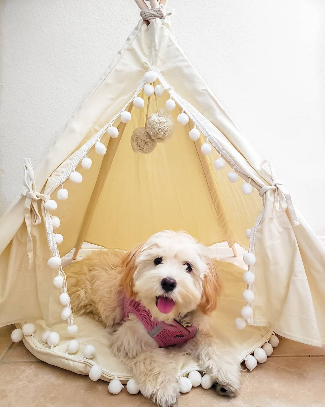 Dog Laying Underneath Indoor Tent. Photo by Instagram user @kimchipoops