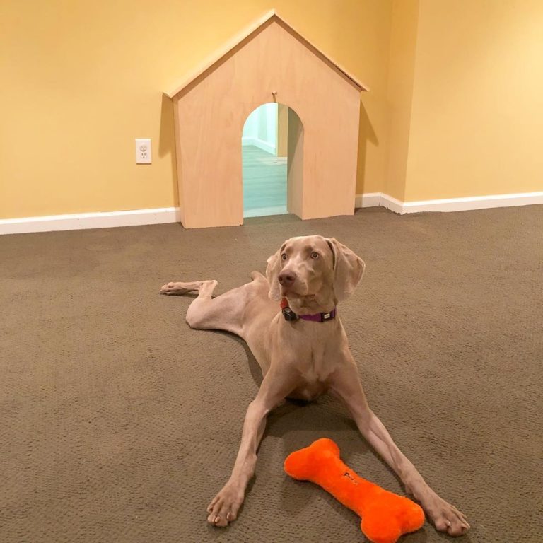 24 Ideas for Designing & Organizing a Dog Room Extra Space Storage