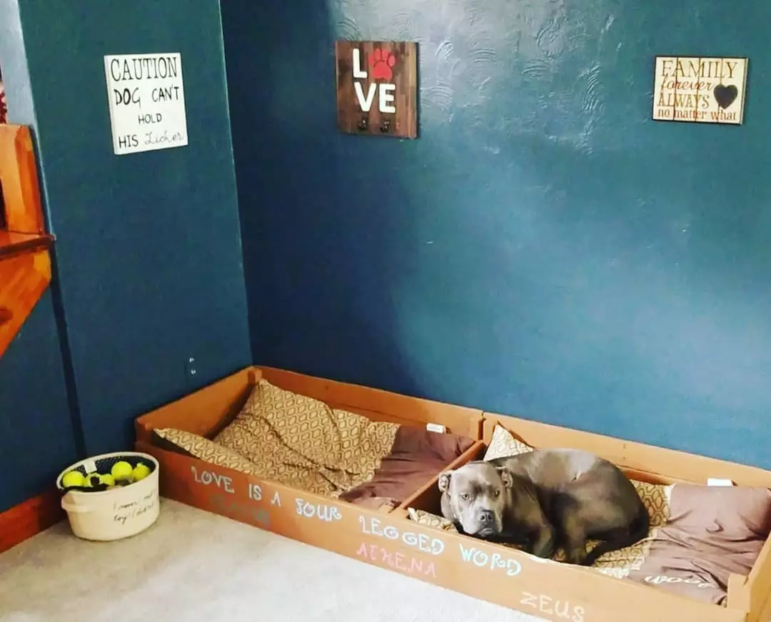 Can Dogs Sleep In Garage