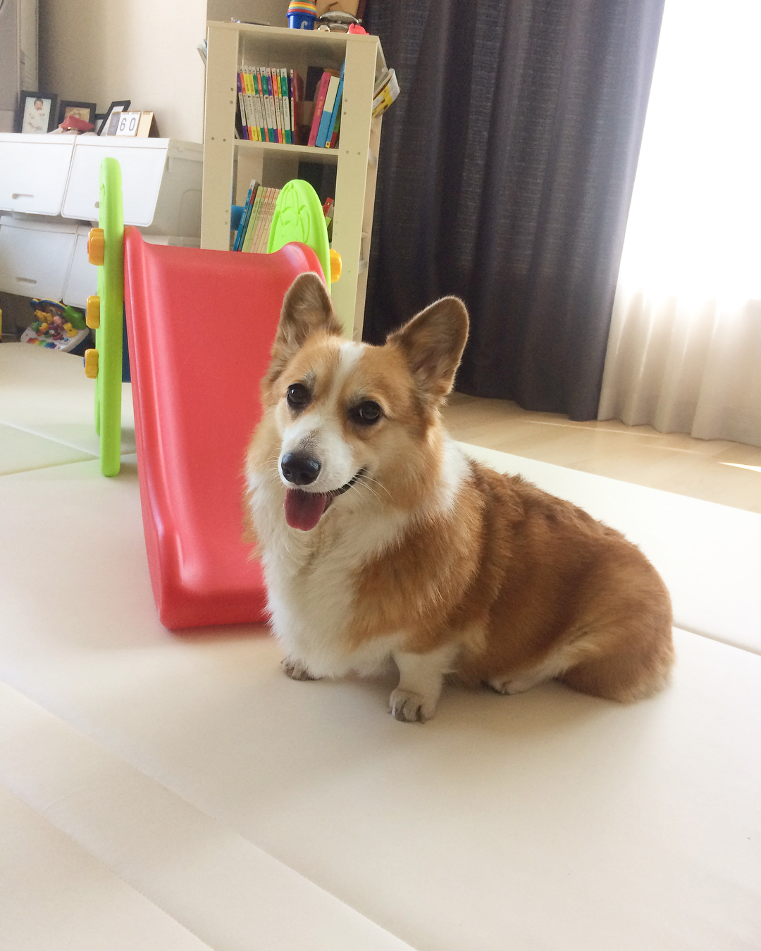 Corgi with a Mini Slide. Photo by Instagram user @everyours_chole
