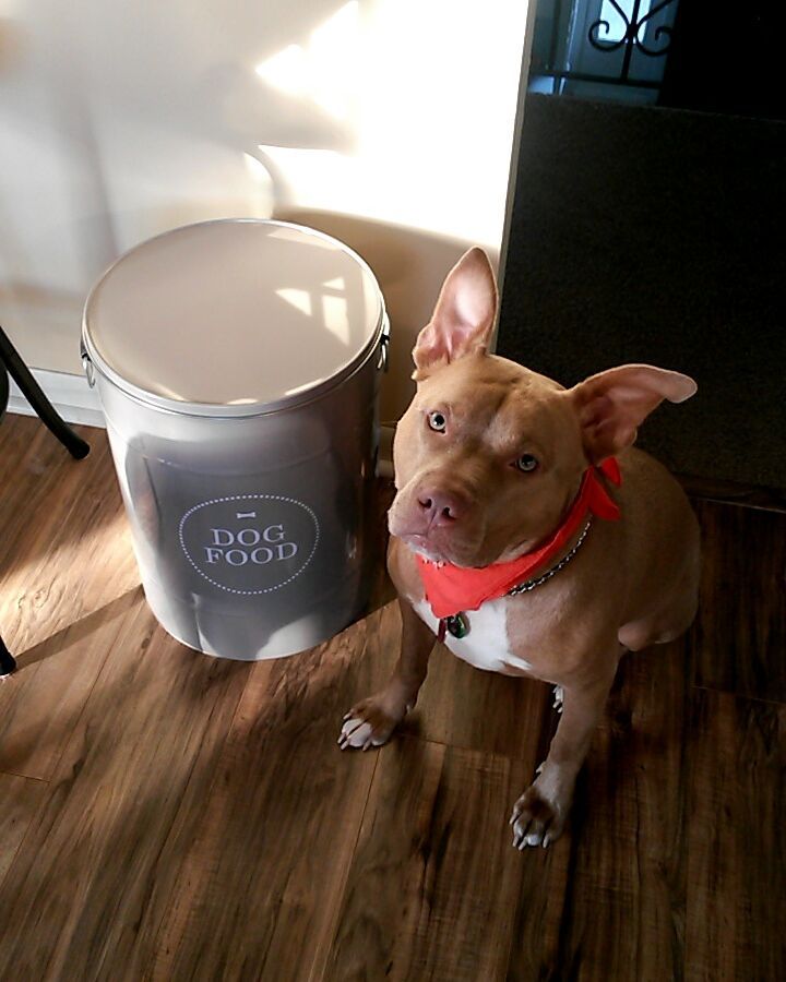 Closed Container with Dog Food. Photo by Instagram user @haileyandpippy_rescuedgirls