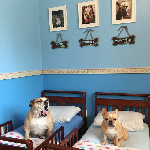 Bulldogs on Beds in Their Room. Photo by Instagram user @houstonbulldog