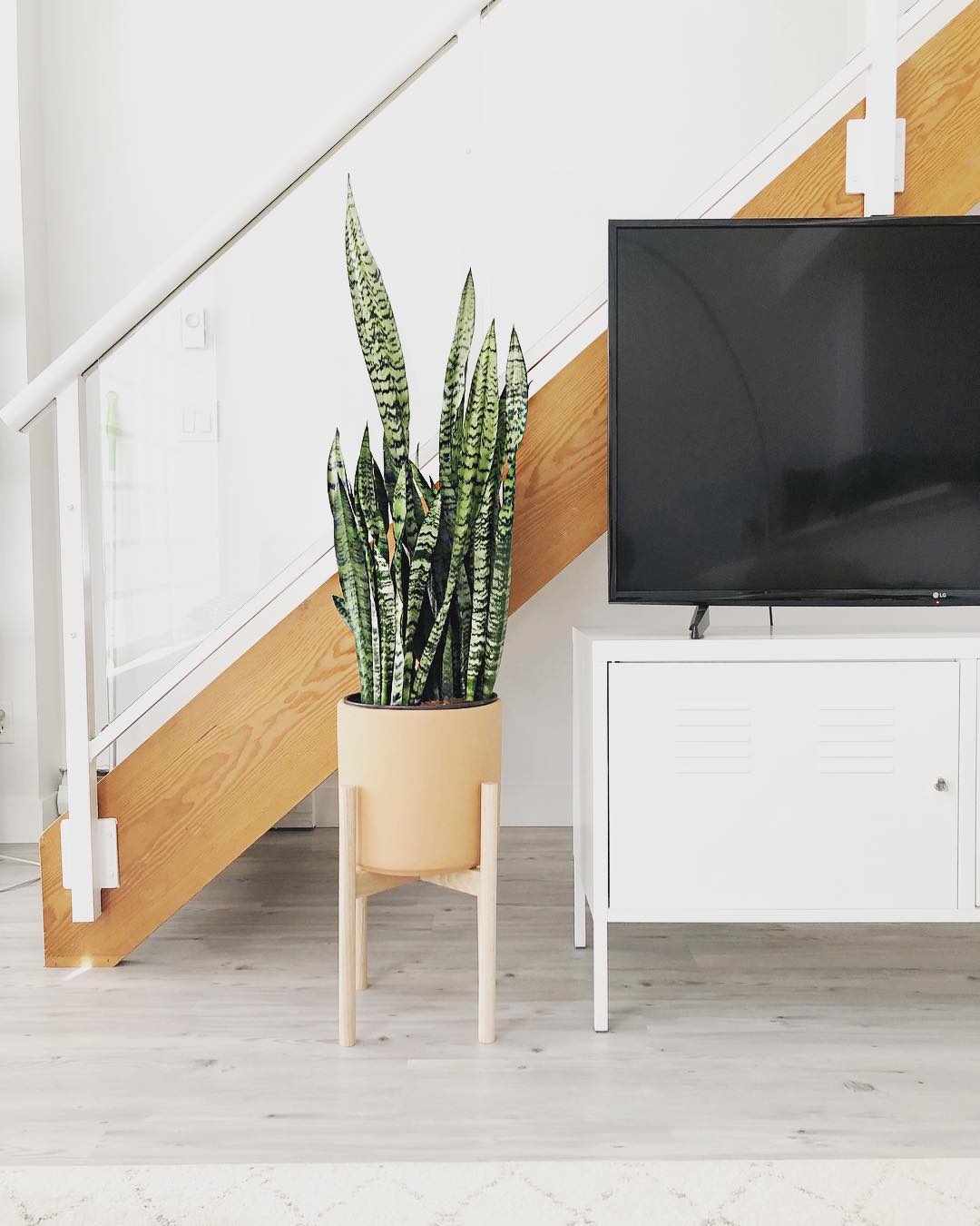 Plant next to TV stand. Photo by Instagram user @puff.pad