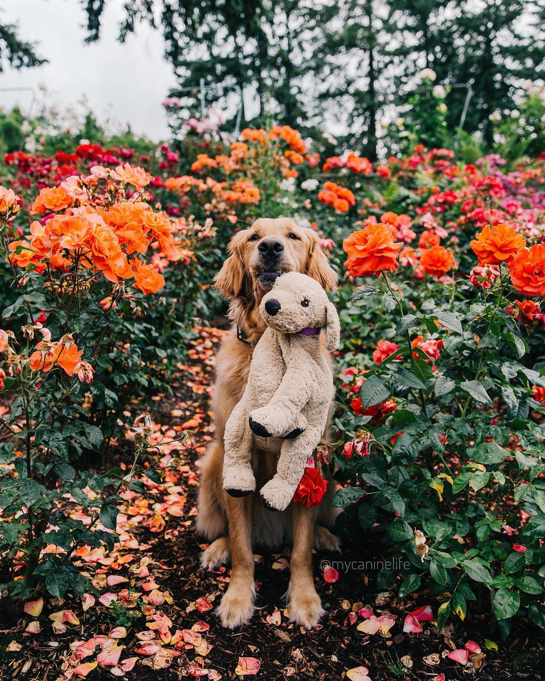 Golden retriever holding a stuffed dog in the middle of a rose garden Photo by Instagram user @mycaninelife