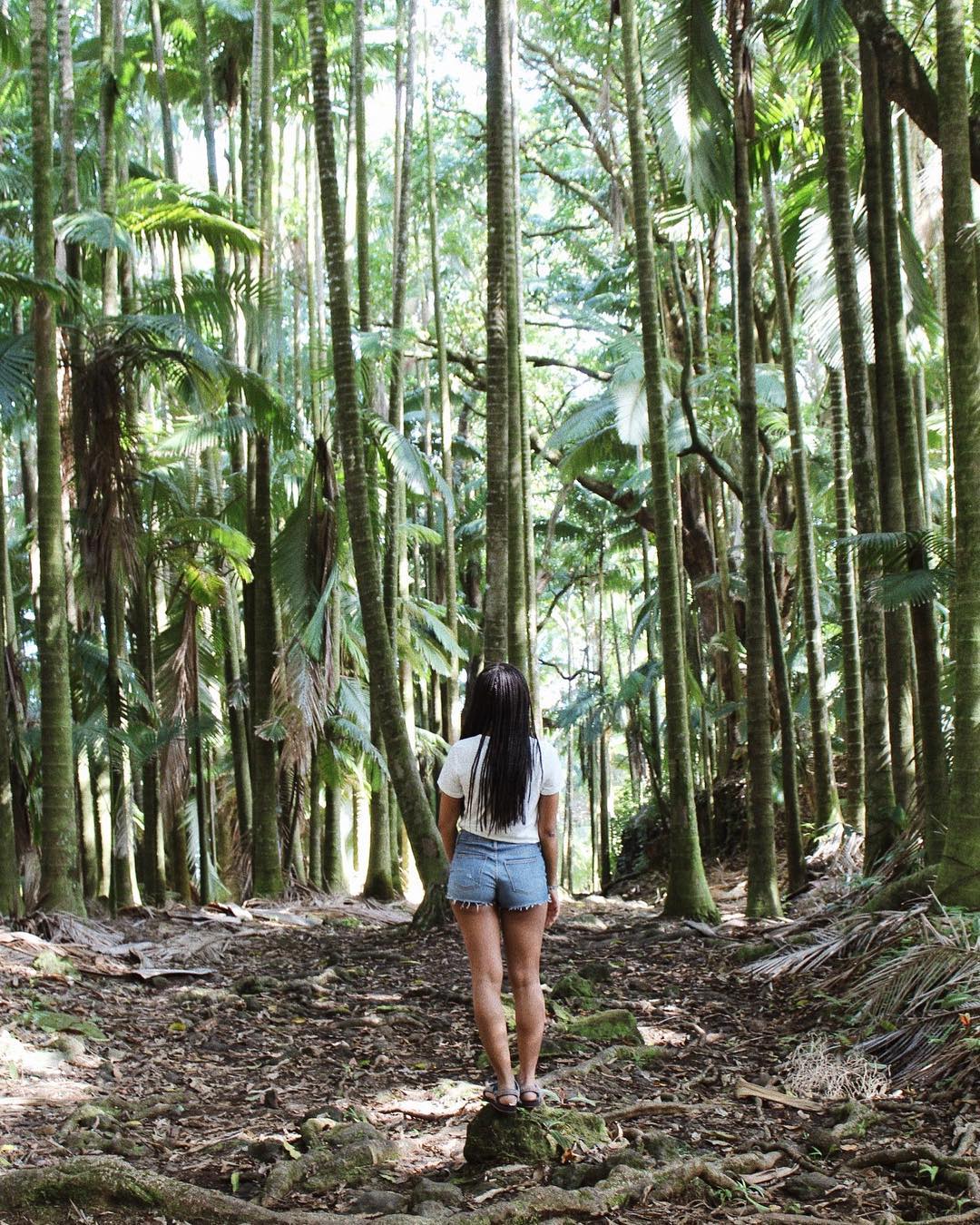Forest in Pahoa, HI. Photo by Instagram user @greengirlleah