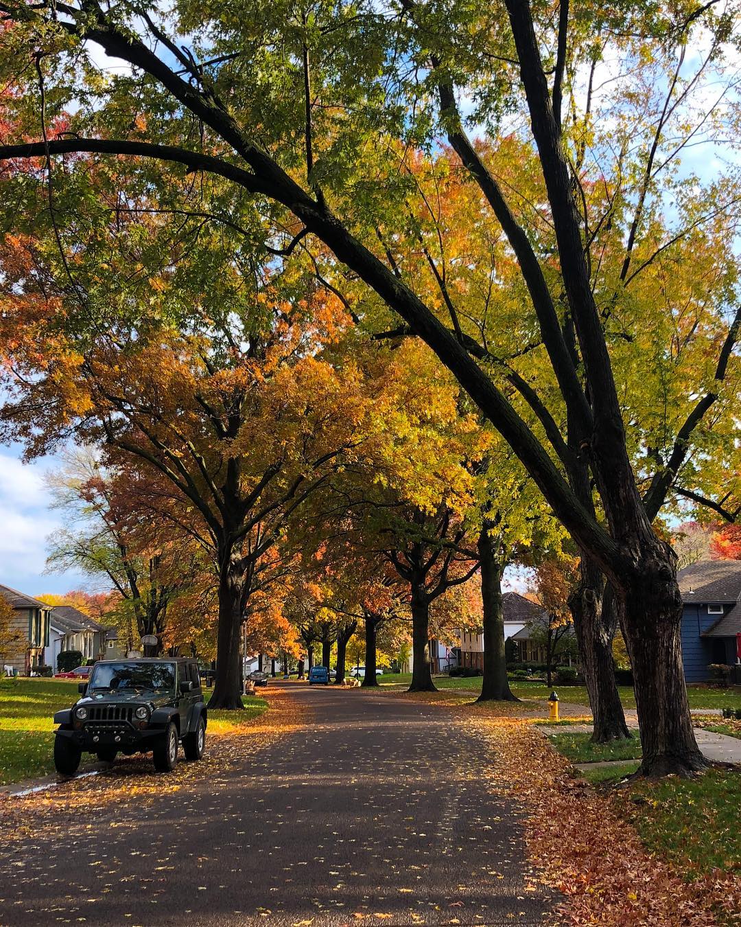 Trees dropping leaves on street in Overland Park photo by Instagram user @katie_minion