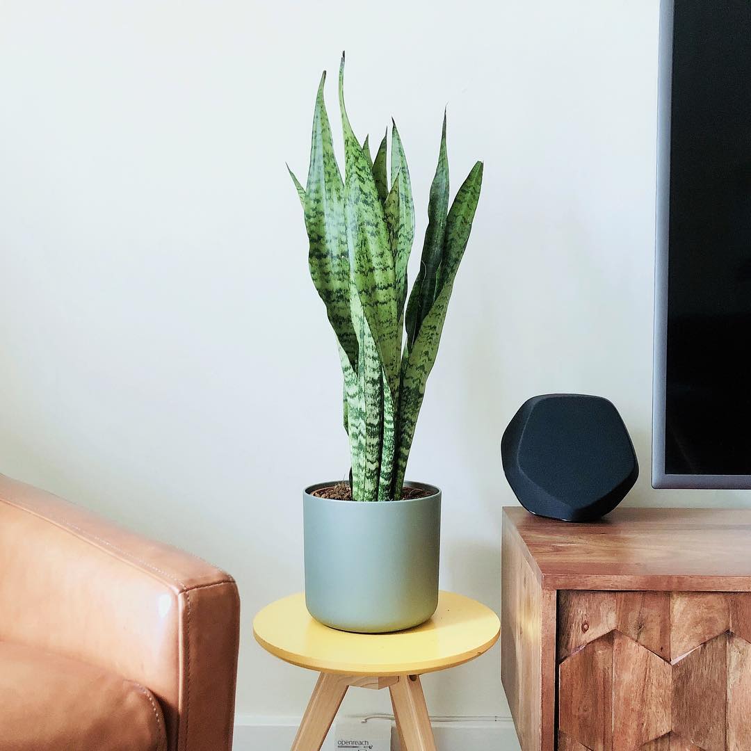 Potted plant on end table in living room. Photo by Instagram user @visually.awesome