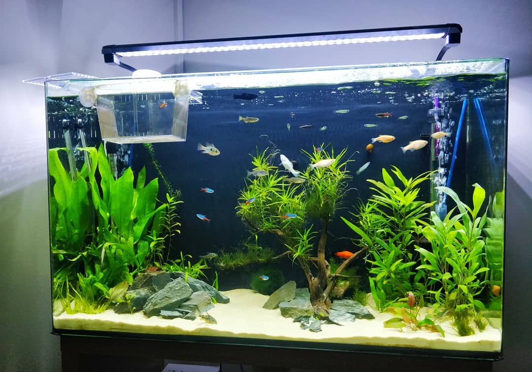 Fish tank. Photo by Instagram user @c_and_j_aquarium