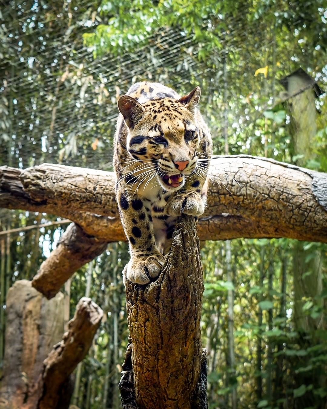 Leopard on a Branch at the Nashville Zoo. Photo by Instagram user @nashvillezoo