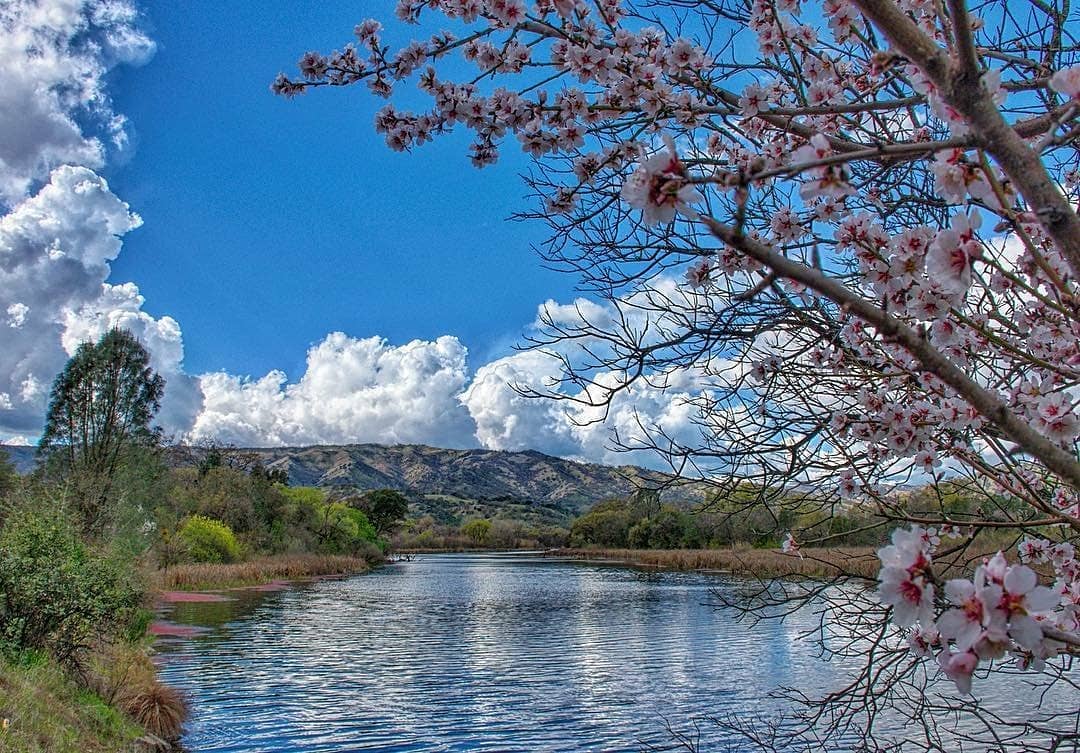 Tree of pink at Putah Creek in Vacaville, CA. Photo by Instagram user @trudylianephotography