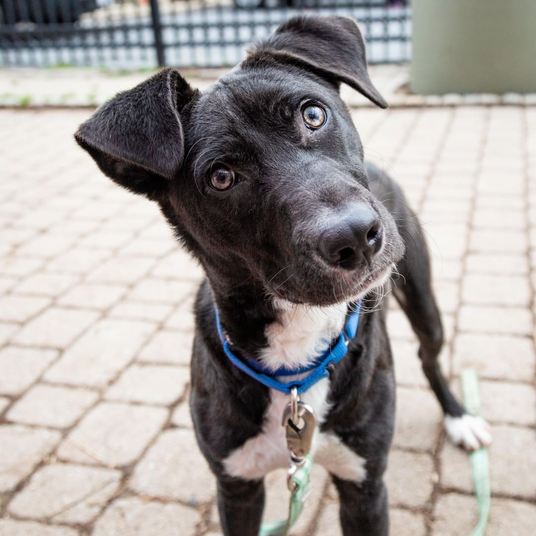 Puppy on Leash Ready to Be Adopted. Photo by Instagram user @humanerescue