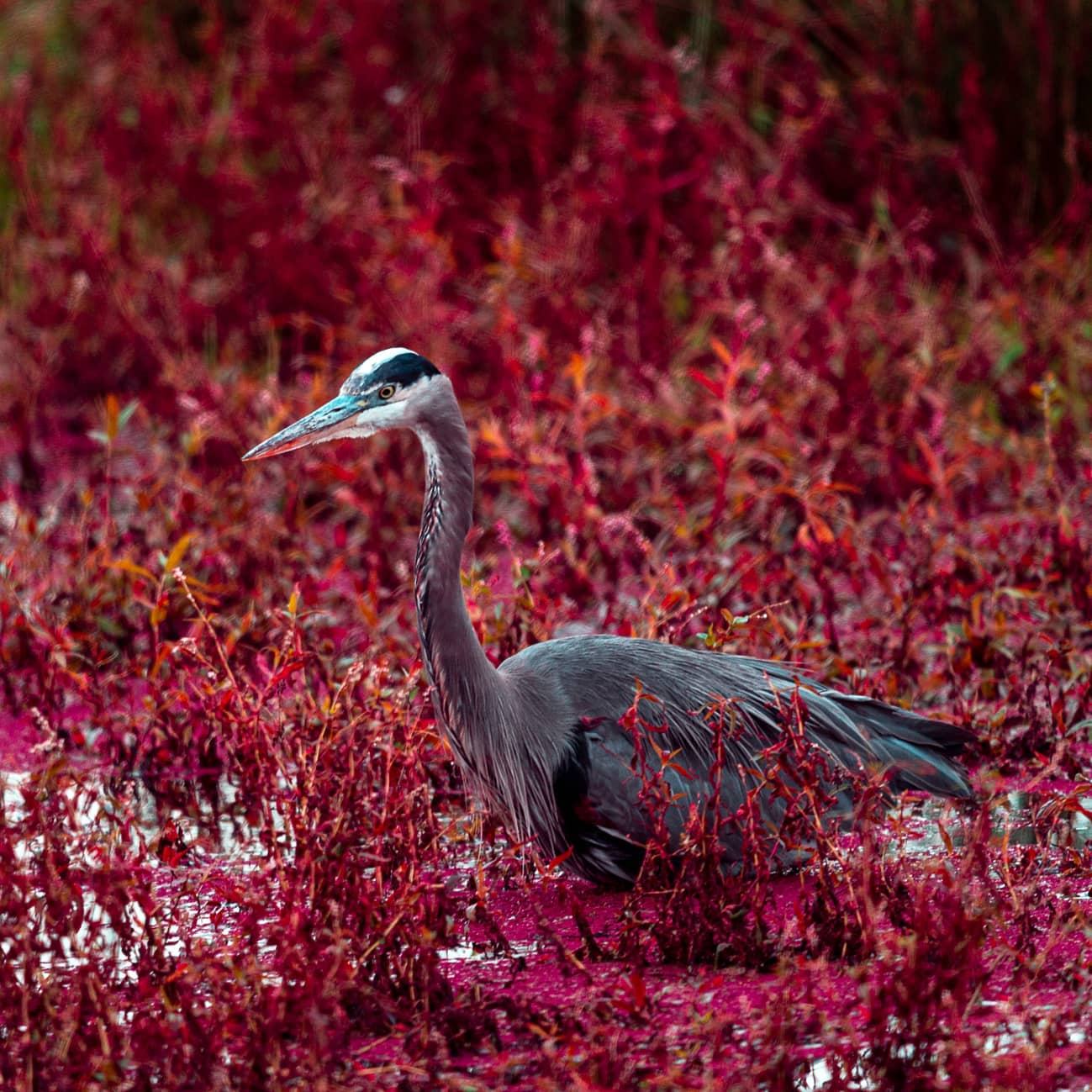 Heron in red foliage. Photo by Instagram user @mekuna_photography.
