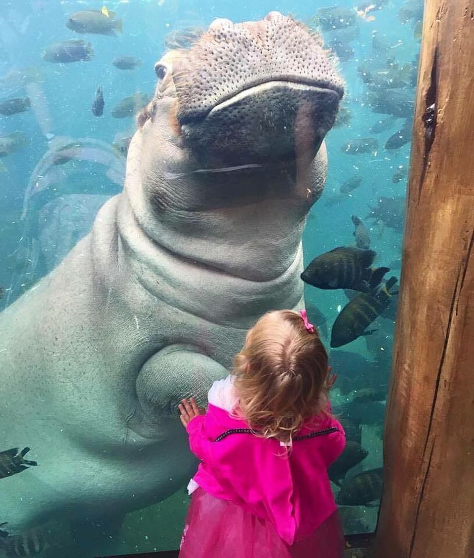 A Hippopotamus swims in the aqaurium and says hi to a young girl. Photo by Instagram user @stlzoo