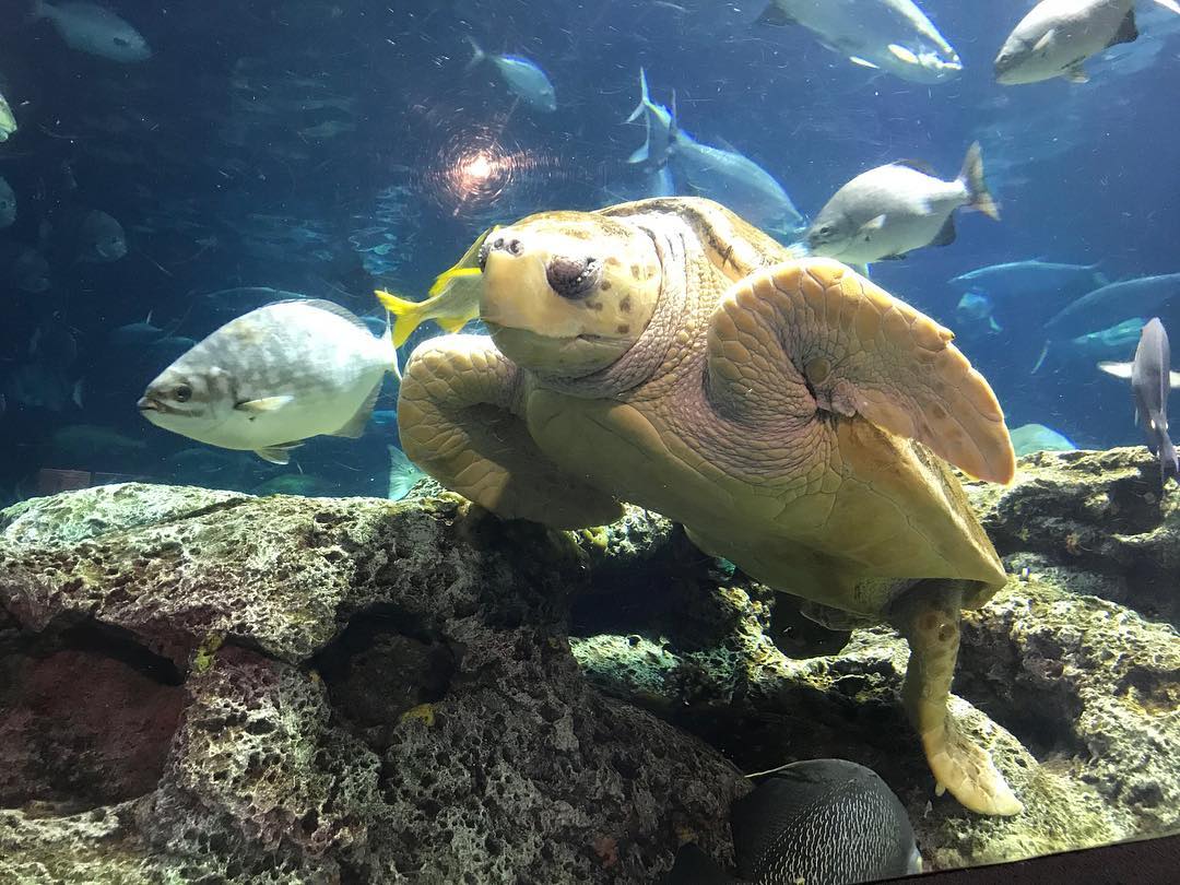 Sea turtle and multiple fish in a large aquarium. Photo by Instagram user @southcarolinaaquarium