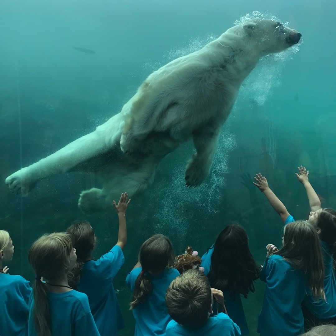 A crowd of children gather to watch a polar bear swimming underwater at the Columbus Zoo. Photo by Instagram user @columbuszoo