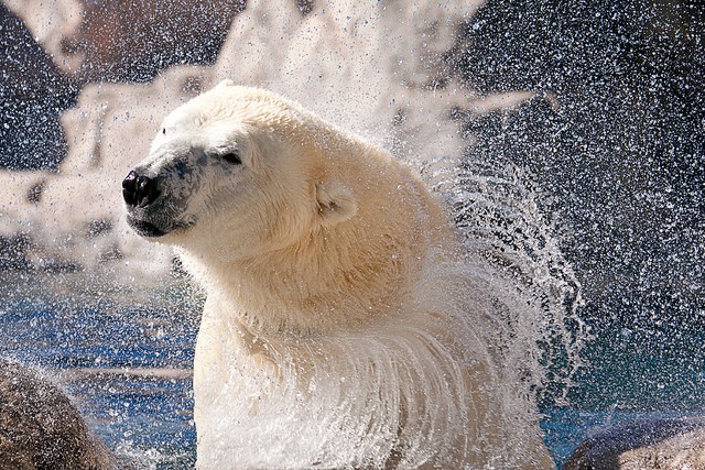 Polar bear shakes off water from fur Photo by Instagram user @abqtodo