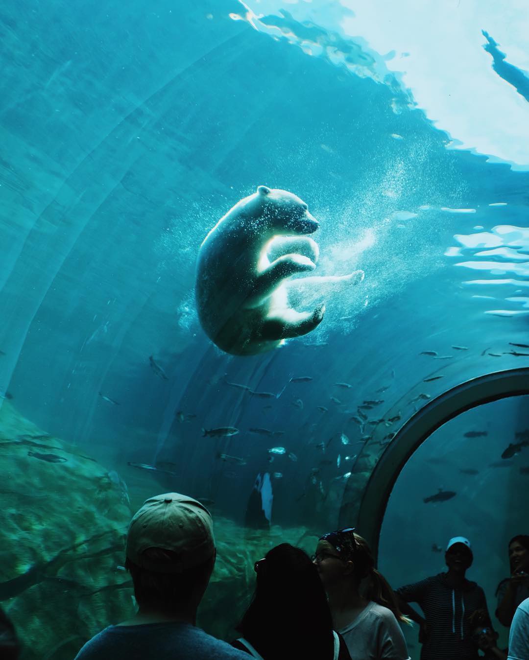 Polar bear swims in aquarium while people watch from below. Photo by Instagram user @onlyincdbus