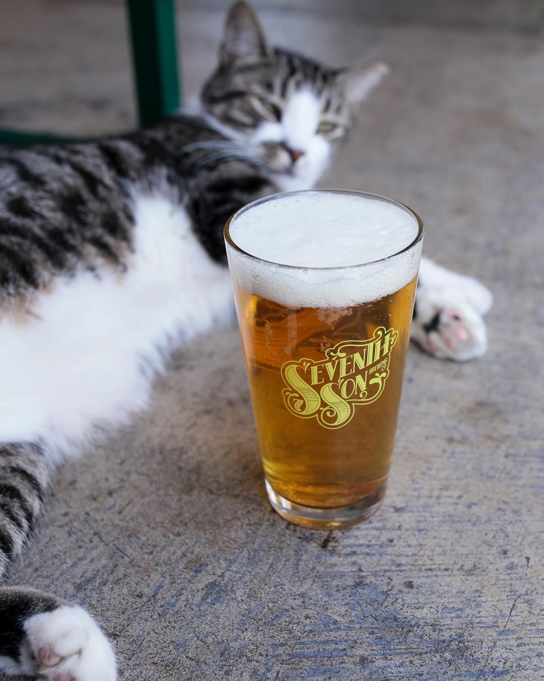 Cat laying beside a pint of beer. Photo by Instagram user @seventh_son_brewing