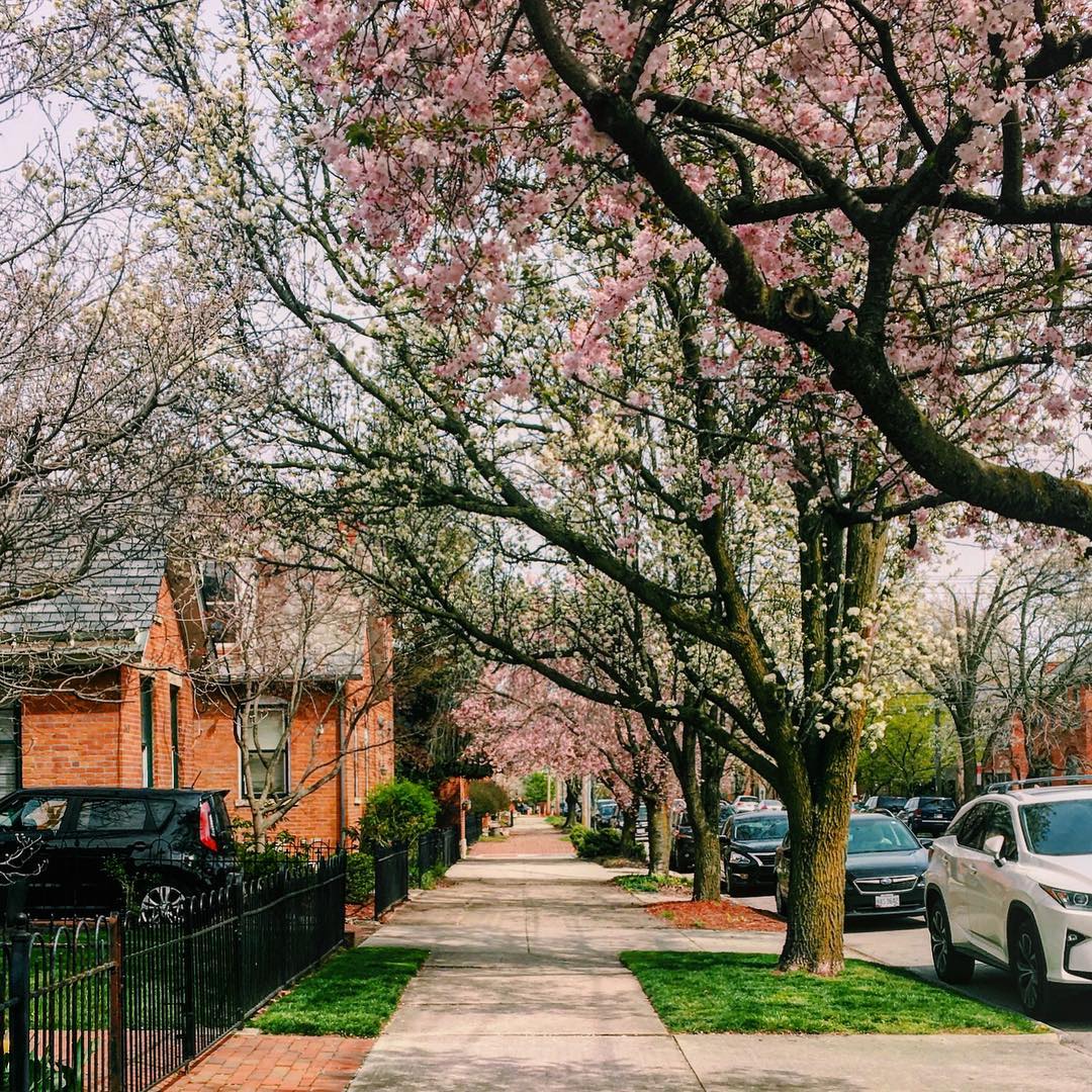 Cherry blossom trees blooming beside a sidewalk. Photo by Instagram user @germanvillagepeople